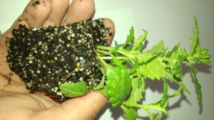 SunPerl vermiculite in soil