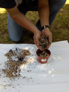 SunPerl vermiculite mixture in flower pot
