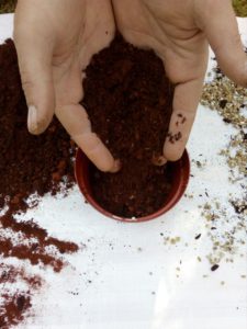 Ordinary soil mixture is placed into flower pot