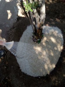 vermiculite-as-a-mulch-dressing-2