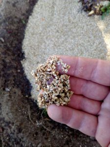 wet-vermiculite