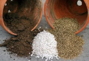 Different growing mediums – from left to right peat moss, perlite and vermiculite