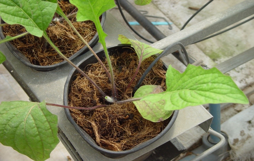 Plants growing in coir (Lindi Grobler)