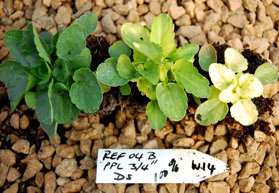 Photo showing Fe deficiency in a plant (pH = 7.3) (Lindi Grobler)