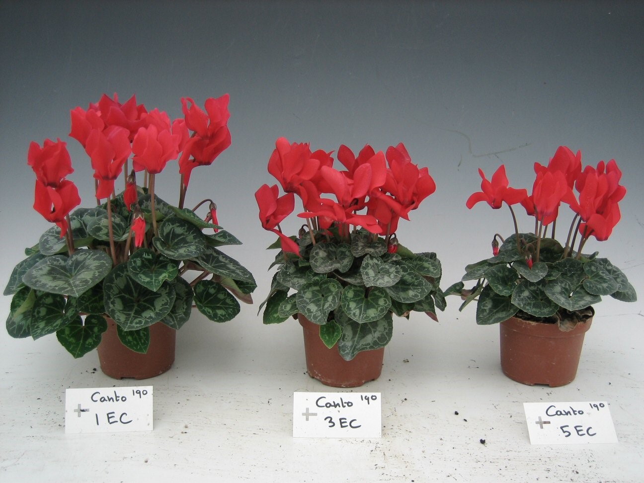Photo showing the importance of electrical conductivity (EC) in plants (Lindi Grobler)