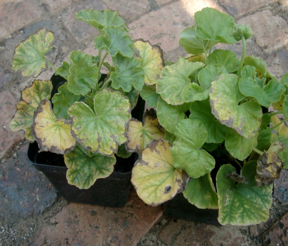 Photo showing Mn toxicity in a plant (pH = 4.6) (Lindi Grobler)